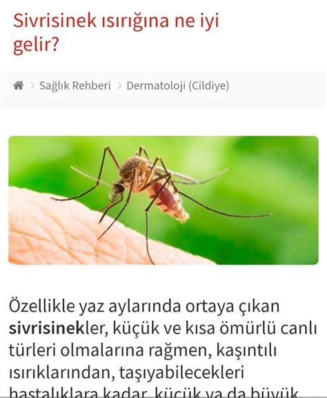 sivri sinek nasıl yazılır